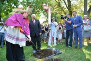 Eminencja Ks. Biskup Płocki Piotr Libera sadzi okolicznościowy dąb na farnym wzgórzu