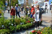 Na deptaku w pobliżu kamienicy Brudnickich stoją rzędy roślin ozdobnych (kwitnących i zielonych) w doniczkach. Pomiędzy rzędami chodzą oglądający