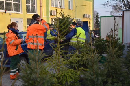 Choinki na placu przy siedzibie PUK. Pracownicy pomagają załadować choinkę do samochodu.