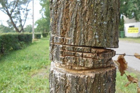 Pień drzewa z wieloma głębokimi poziomymi nacięciami