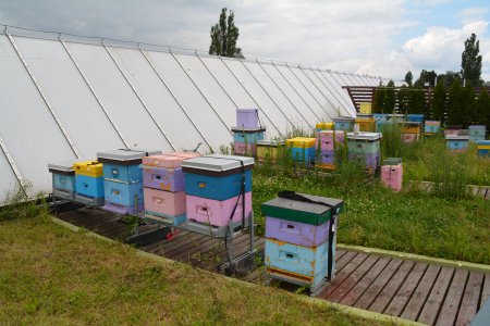 Drewniane ule dla pszczół ustawione na podestach z poprzecznie ułożonych desek