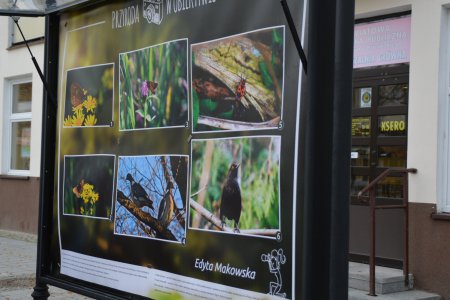 Gablota, w której znajdują się fotografie ptaków i roślin wykonane głównie w okolicach Ciechanowa