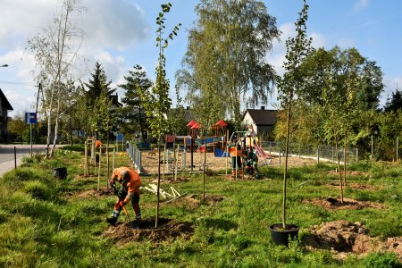 Czterech mężczyzn w pomarańczowych kamizelkach sadzi wysokie, wąskie drzewka w otoczeniu placu zabaw dla dzieci. Większość drzewek jest już posadzona. Mężczyźni zasypują korzenie ostatnich drzewek. Jedno drzewko stoi jeszcze w donicy.