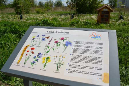 Tabliczka z rysunkami i nazwami roślin, które rosną obok na kwietnej łące.