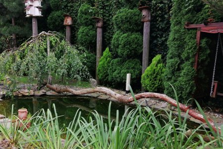 Fragment ogrodu z oczkiem wodnym, którego brzegi wzmocniono warstwą kamieni. W dolnej części fotografii, wzdłuż brzegu oczka wodnego rosną rośliny o długich wąskich liściach. Po przeciwnej stronie leży długi, pofalowany konar. Po lewej stronie konara rośnie nieduża wierzba ze zwieszonymi gałęziami. Tło dla oczka i roślin stanowi wysoki ciemnozielony żywopłot, wzdłuż którego stoi kilka wysokich słupów. Na tych słupach znajdują się drewniane domki dla ptaków.