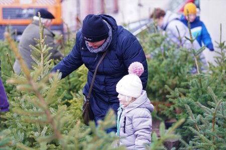 Mieszkańcy wybierają choinki. Na pierwszym planie kobieta i dziewczynka w wieku przedszkolnym lub wczesnoszkolnym wybierają swoje drzewko.