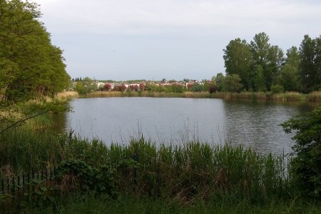 Zbiornik wodny Kanały, otoczony zielenią. W oddali, na przeciwległym brzegu akwenu stoją domki jednorodzinne.