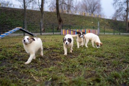 Cztery białe psy na psim wybiegu. W oddali urządzenia do zabawy dla psow.